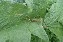 Anthophiloptera dryas