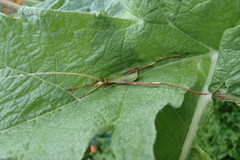 Anthophiloptera dryas
