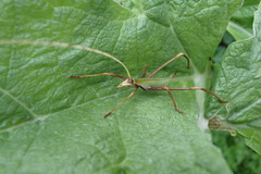 Anthophiloptera dryas