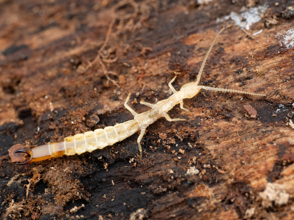 Occasjapyx from 日本、〒3193704 茨城県久慈郡大子町上野宮 on March 07, 2021 at 0109 PM