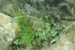 Senecio oxyriifolius