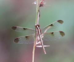 Neurothemis tullia