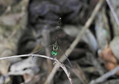 Nannophlebia eludens