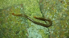 Geophilus carpophagus