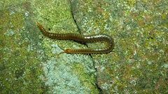 Geophilus carpophagus