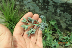 Senecio oxyriifolius