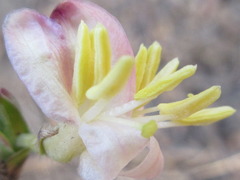 Lonicera harae