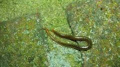 Geophilus carpophagus