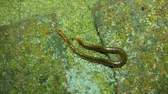 Geophilus carpophagus