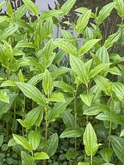Saururus chinensis