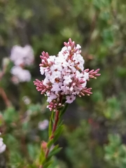 Leucopogon collinus