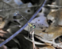 Nannophlebia eludens