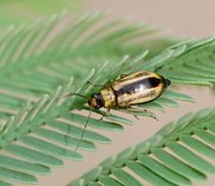 Monolepta subsuturalis