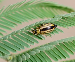 Monolepta subsuturalis