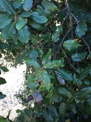 Quercus ilex