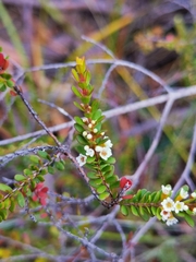 Thryptomene micrantha