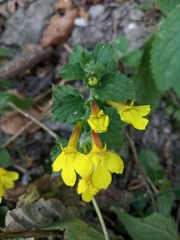 Lindenbergia grandiflora