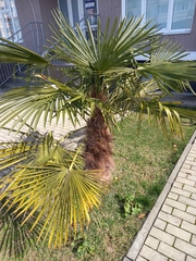 Trachycarpus