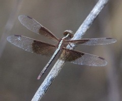 Neurothemis tullia