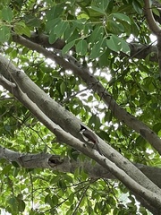 Pycnonotus jocosus