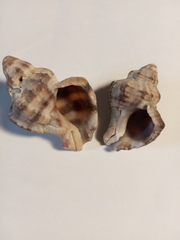 Hexaplex trunculus