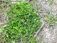 Trifolium glomeratum