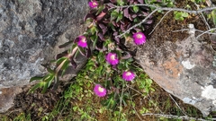 Carpobrotus modestus