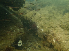 Trachinops caudimaculatus