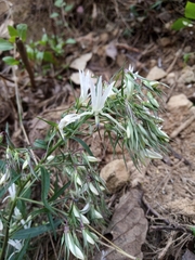 Lobelia pyramidalis