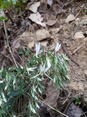 Lobelia pyramidalis