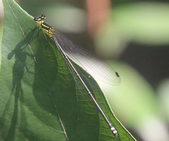 Coeliccia chromothorax
