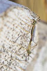 Nephrotoma appendiculata