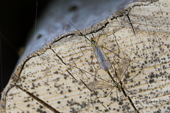 Nephrotoma appendiculata
