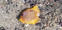 Doriopsilla albopunctata