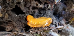Doriopsilla albopunctata