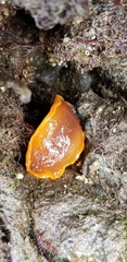 Doriopsilla albopunctata
