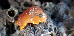 Doriopsilla albopunctata