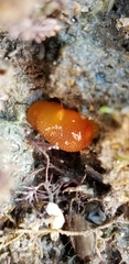 Doriopsilla albopunctata