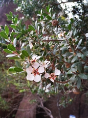 Leptospermum grandiflorum