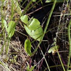 Caltha sibirica