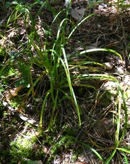 Carex digitata