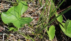 Caltha sibirica