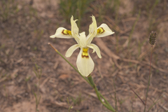 Moraea angusta