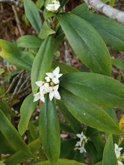 Daphne papyracea