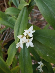 Daphne papyracea