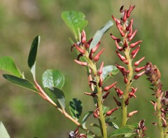 Salix fuscescens