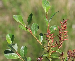 Salix fuscescens