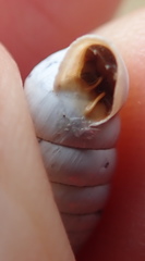 Fauxulus capensis