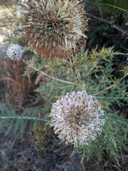 Echinops niveus