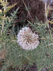 Echinops niveus